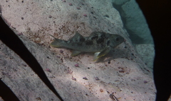 Aplodactylus punctatus