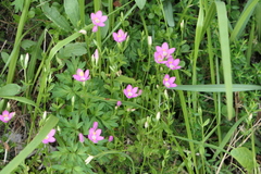 Centaurium portense