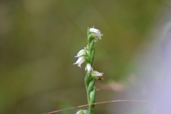 Spiranthes casei casei