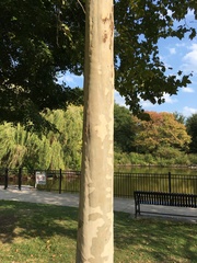 Platanus occidentalis