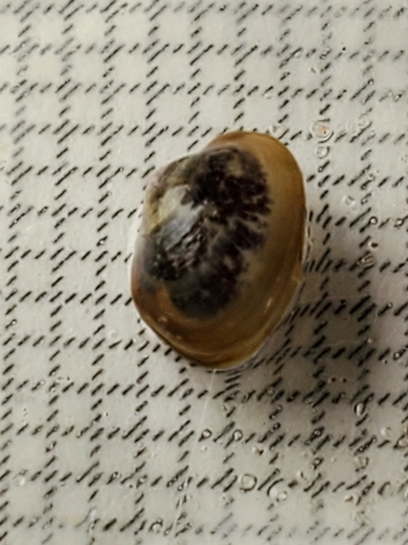 Mottled Fingernailclam