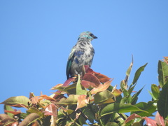 Blue-Necked Tanager photo 6