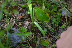 Spiranthes casei casei
