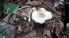 Clitocella popinalis