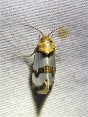 Schinia chrysellus