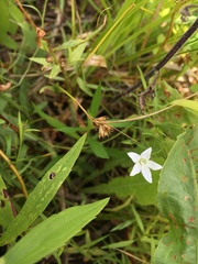 Campanula aparinoides