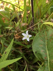 Campanula aparinoides
