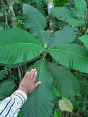 Condamineeae