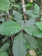 Condamineeae