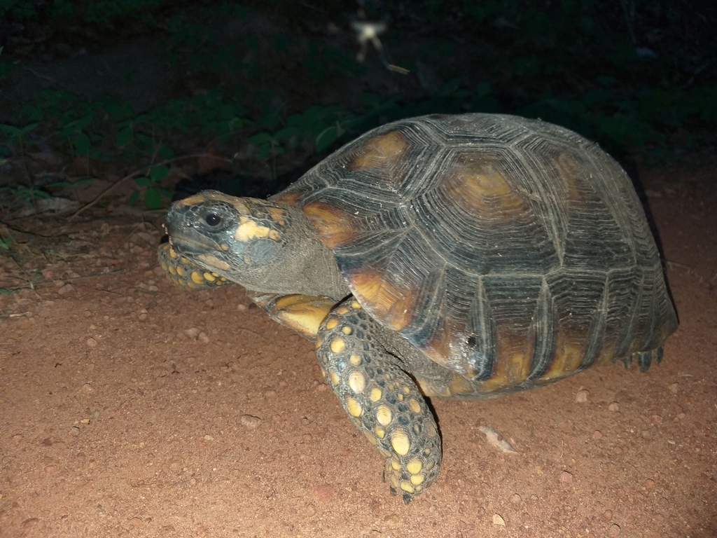 Yellow-footed Tortoise