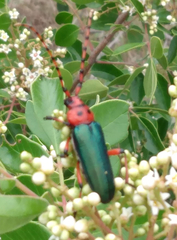 Stenaspis verticalis insignis