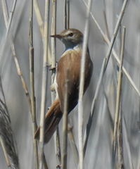Acrocephalus gracilirostris