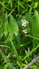 Sagittaria brevirostra
