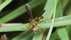 Poecilopompilus mixtus