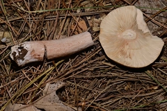 Lactarius imperceptus