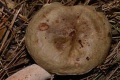 Lactarius imperceptus