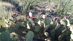 Opuntia engelmannii engelmannii