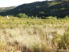 Lavandula pedunculata