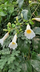 Amphilophium lactiflorum