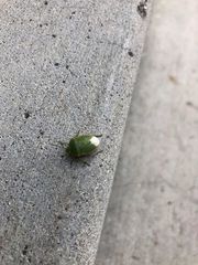 Chlorochroa