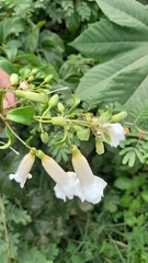 Amphilophium lactiflorum