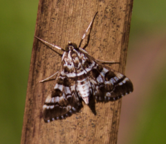 Epipagis forsythae