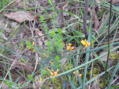 Pultenaea gunnii