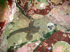 Labrisomus philippii