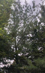 Pinus strobus