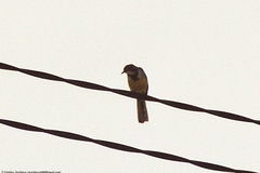 Motacilla flaviventris