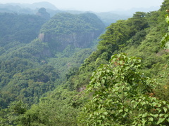 Firmiana danxiaensis