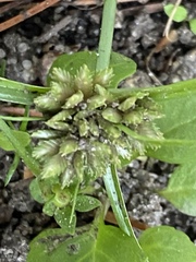 Cyperus nipponicus