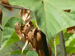 Firmiana danxiaensis