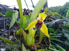 Maxillaria praestans
