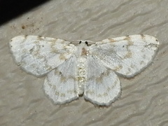 Hydrelia albifera
