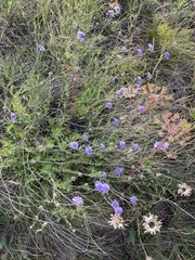 Scabiosa canescens