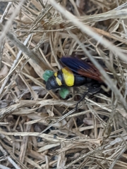 Scolia erythrocephala