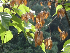 Firmiana danxiaensis