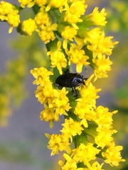 Madarini