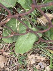 Lunaria annua