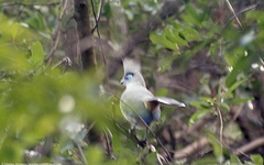 Coua cristata