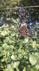 Pararge aegeria tircis