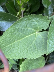 Lunaria annua
