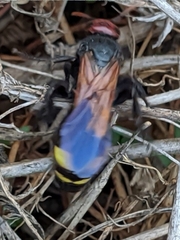 Scolia erythrocephala