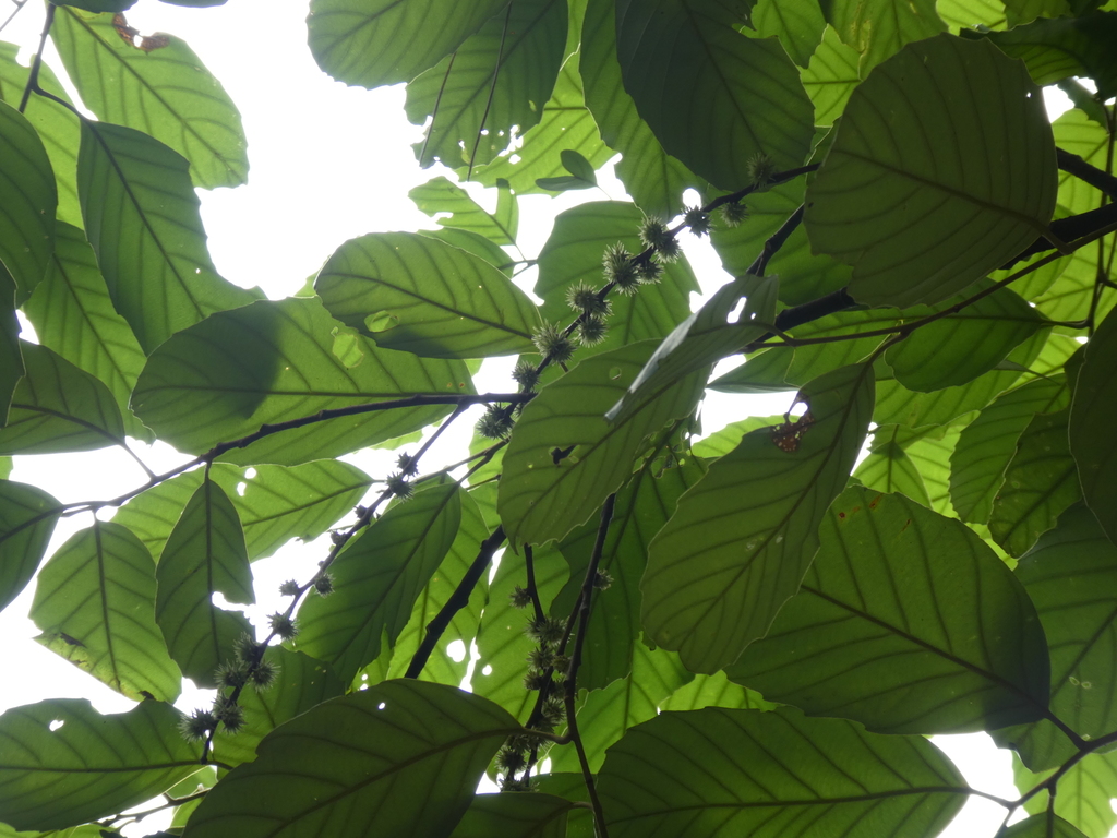 Castanopsis jucunda