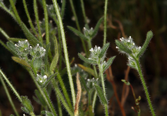Cryptantha watsonii