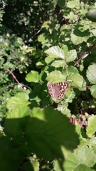 Pararge aegeria tircis
