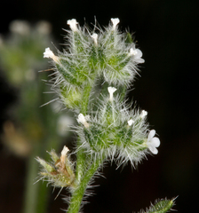 Cryptantha watsonii
