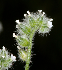 Cryptantha watsonii