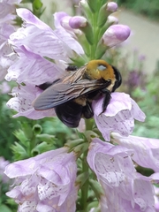 Xylocopa virginica